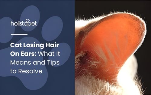 Close-up of a cat's ear, showing its translucent orange membrane and fine internal lines, cat losing hair on ears.