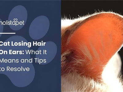 Cat Losing Hair On Ears: What It Means and Tips to Resolve