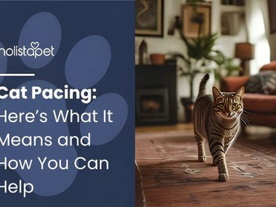 Cat Pacing: Here’s What It Means and How You Can Help