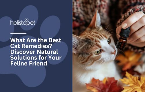 What Are the Best Cat Remedies? Discover Natural Solutions for Your Feline Friend