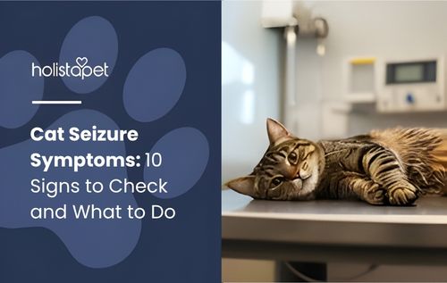 A tabby cat rests on a metal examination table in a veterinary clinic before showing cat seizure symptoms