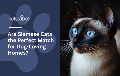 Are Siamese Cats the Perfect Match for Dog-Loving Homes?