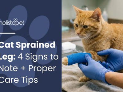 Cat Sprained Leg: 4 Signs to Note + Proper Care Tips