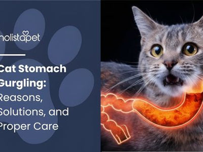 Cat Stomach Gurgling: Reasons, Solutions, and Proper Care