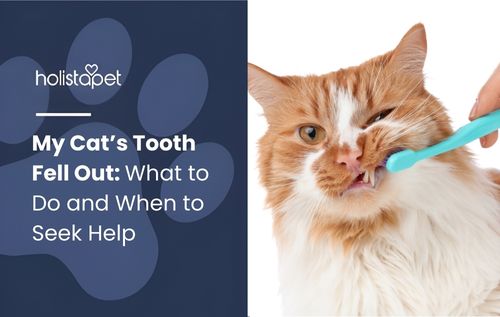 my cat's tooth fell out (featured blog image by Holistapet) shows a cat getting its teeth brushed