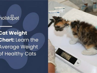 Cat Weight Chart: Learn the Average Weight of Healthy Cats