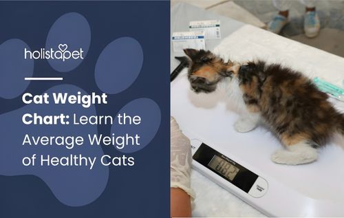 Two calico kittens on a scale, following a cat weight chart—one looking at the camera and the other sniffing the scale.