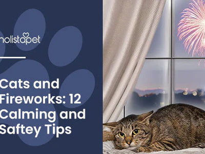 Cats and Fireworks: 12 Comforting Tips + Anxious Signals