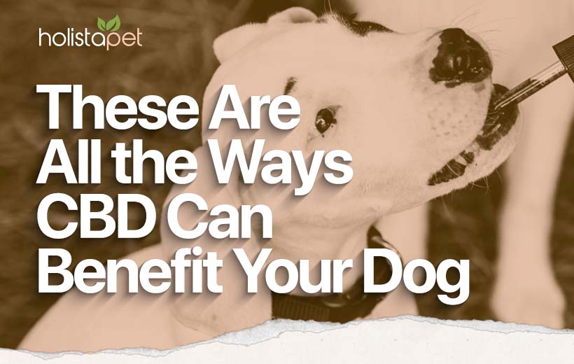 CBD Benefits for Dogs: Maximizing Your Pup’s Wellness