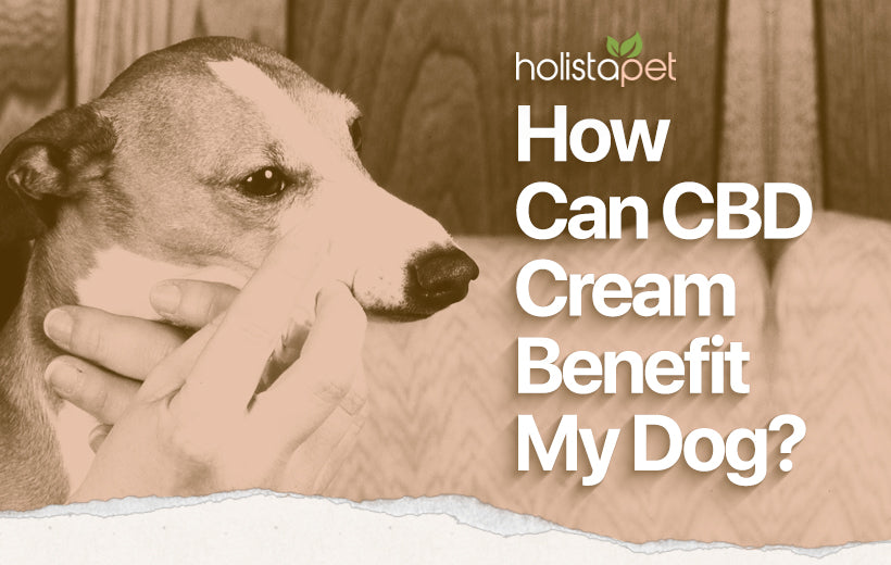 CBD Cream For Dogs: A Guide On CBD Topicals For Skin Irritations