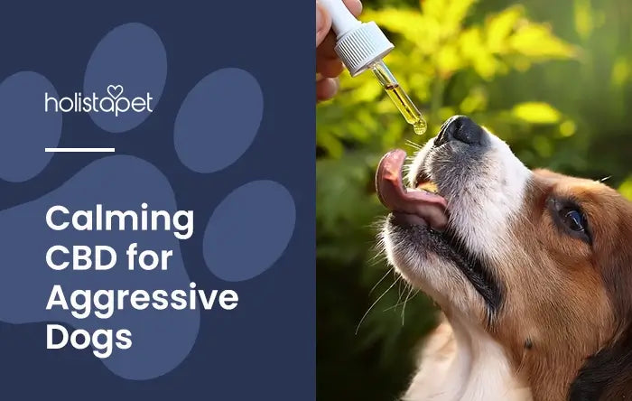 CBD for dogs with aggression featured blog image by Holistapet. Shows a dog licking CBD oil from a tincture dropper