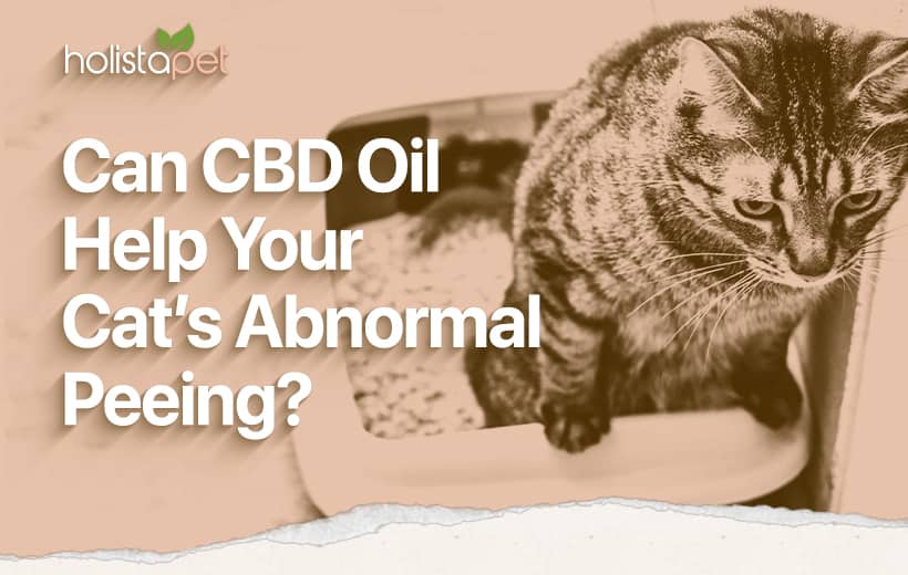 CBD Oil for Cats Peeing [How CBD Can Help Your Cat's Urinary Troubles]