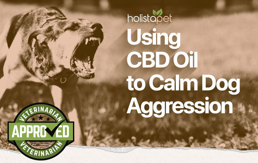 CBD For Dogs With Aggression: Effects Of CBD On Dogs [2022]