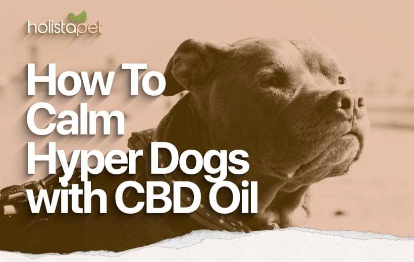 CBD Oil for Hyper Dogs [How To Relax Your Restless Pup]