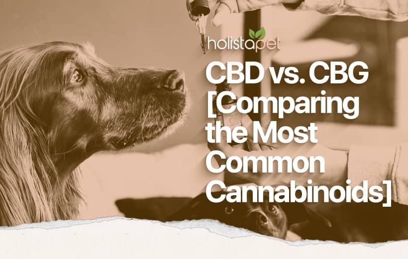 CBD vs CBG [Breaking Down Their Differences & Similarities]