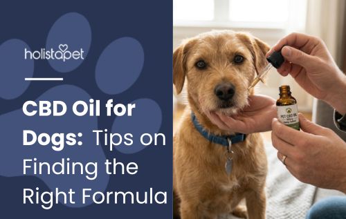 CBD Oil for Dogs: Tips on Finding the Right Formula