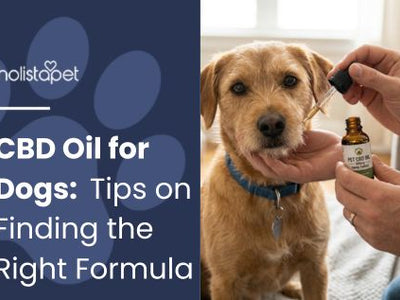 CBD Oil for Dogs: Tips on Finding the Right Formula