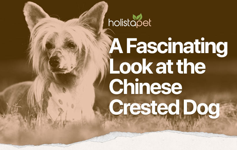 Chinese Crested Dog: A Bizarre Beauty [Complete Breed Information]