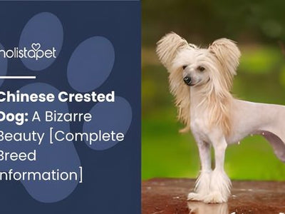 Chinese Crested Dog: A Bizarre Beauty [Complete Breed Information]