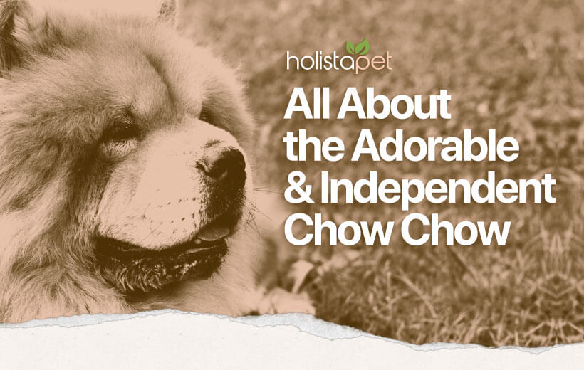 Chow Chow: Get To Know the Royal Teddy Bear of Dogs