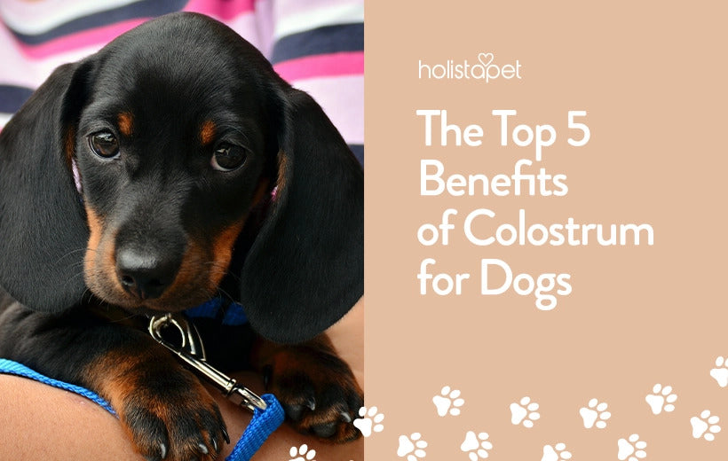 Colostrum For Dogs: Top 5 Reasons Your Dog Needs It