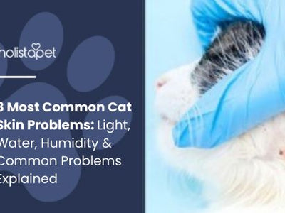 8 Most Common Cat Skin Problems: Causes, Symptoms & Treatment Guide