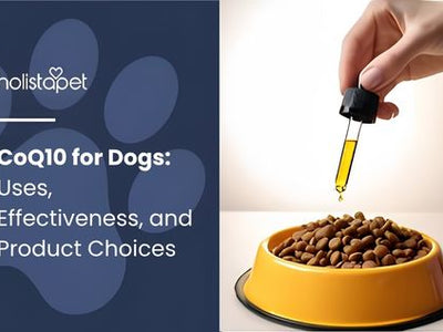 CoQ10 for Dogs: Uses, Effectiveness, and Product Choices