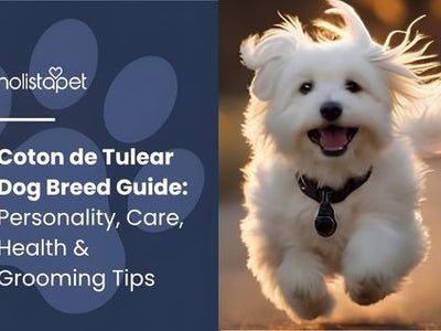 Coton de Tulear Dog Breed Guide: Personality, Care, Health & Grooming Tips