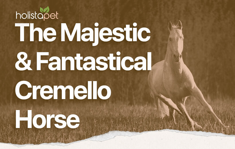 Cremello Horse: Learn More About These Rare & Stunning Steeds