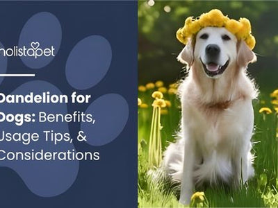 Dandelion for Dogs: Benefits, Usage Tips, & Considerations