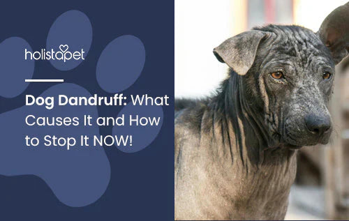 dog dandruff and how to treat it