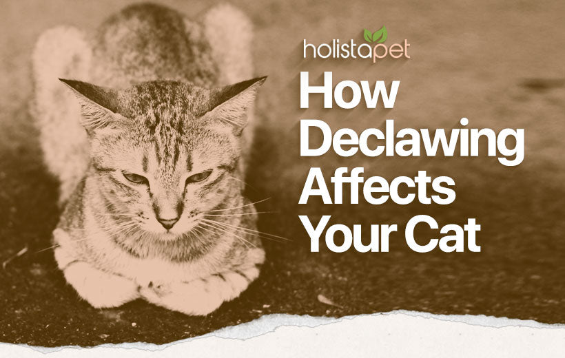 Declawing Cats: Is it Worth it? Experts Review