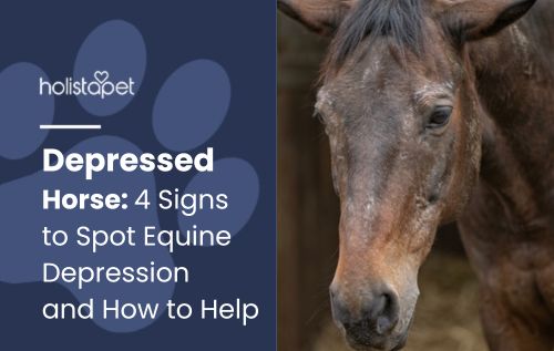 Blog header "Depressed Horse: 4 Signs to Spot Equine Depression" with a close-up of a brown horse's face in a stable.