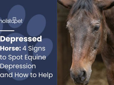 Depressed Horse: 4 Signs to Spot Equine Depression and How to Help