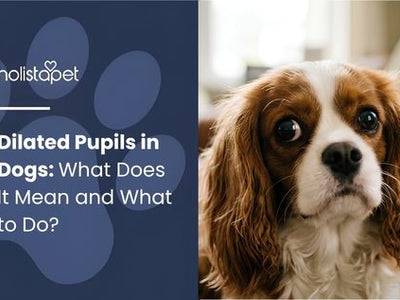 Dilated Pupils in Dogs: What Does It Mean and What to Do?