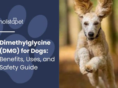 Dimethylglycine (DMG) for Dogs: Benefits, Uses, and Safety Guide