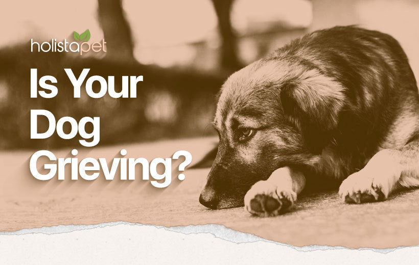Do Dogs Grieve? How to Help Your Pet Cope With a Loss