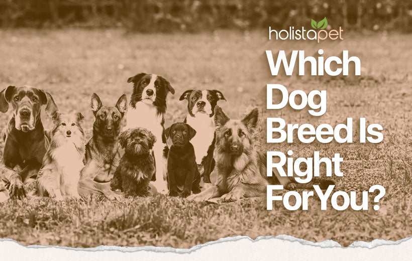 Dog Breed Groups: What Job Was Your Dog Bred To Do?