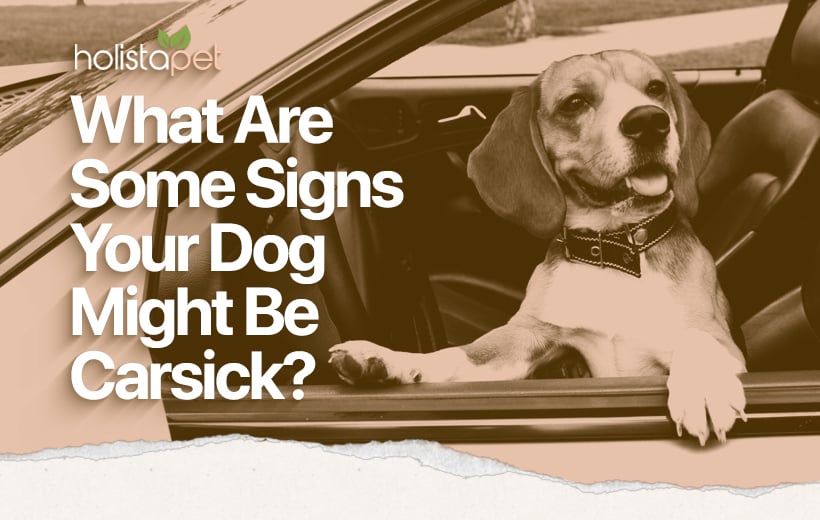 Dog Car Sickness Remedy: CBD May Skew Your Dog's Need To Spew