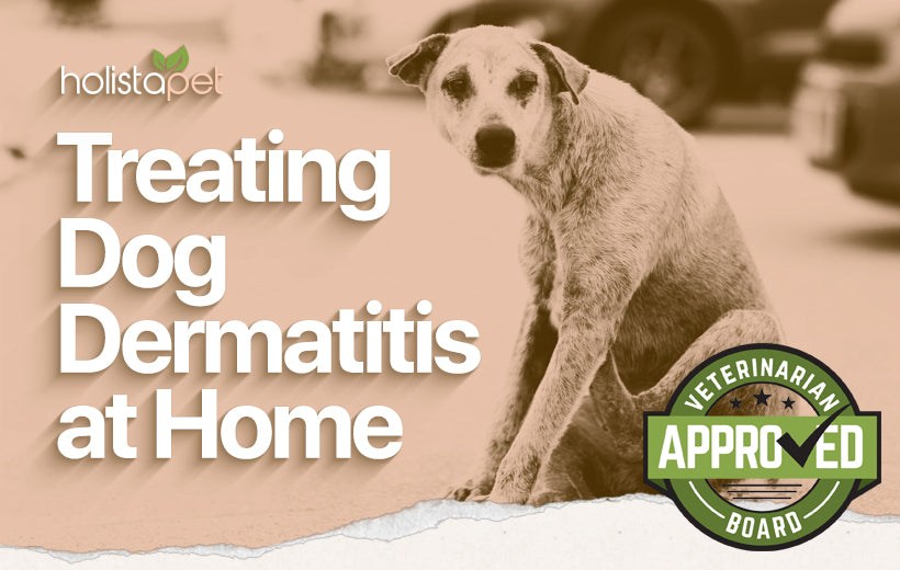 How To Treat Dog Dermatitis At Home [2022]