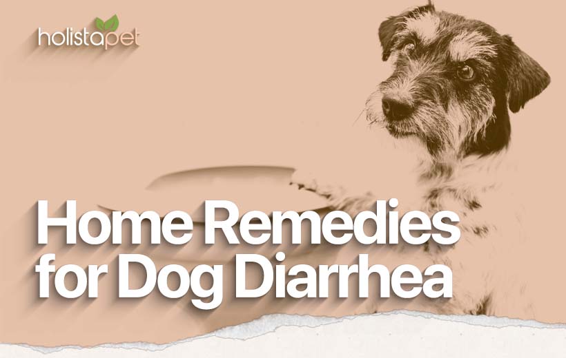 Dog Diarrhea Home Remedies [Best Tips for Prevention]