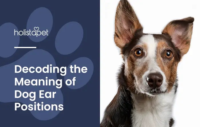 Dog Ear Position Meaning featured blog image by Holistapet. Show a tri colored dog looking into the camera with one ear up and one ear half down