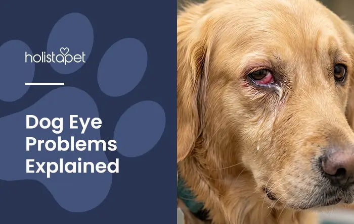 Dog Eye Problems featured blog image by Holistapet. Show a Golden Retriever with Conjunctivitis (Pink Eye). The eye is red and irritated. 