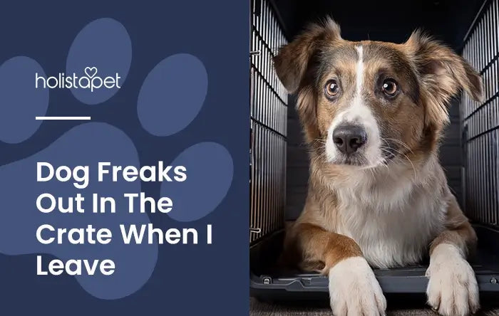 Dog Freaks Out in Crate When I Leave featured blog image by Holistapet. Shows a dog looking anxious in an opened crate