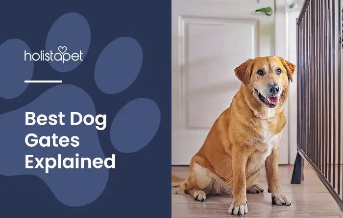 Dog Gate Guide Feature image by Holistapet. Shows a tan dog indoors near a gate barrier.