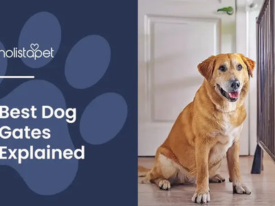 Dog Gate Guide: Safety, Placement & Best Dog Gates by Size