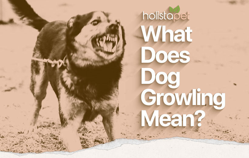 Why Is My Dog Growling? Learning Playful vs Aggressive Behaviors