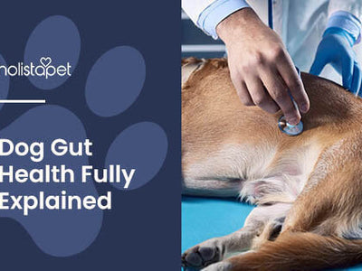 Understanding Dog Gut Health & Why It Matters
