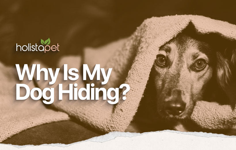 Dog Hiding: Top 7 Reasons Why They Hide & How To Deal With It!