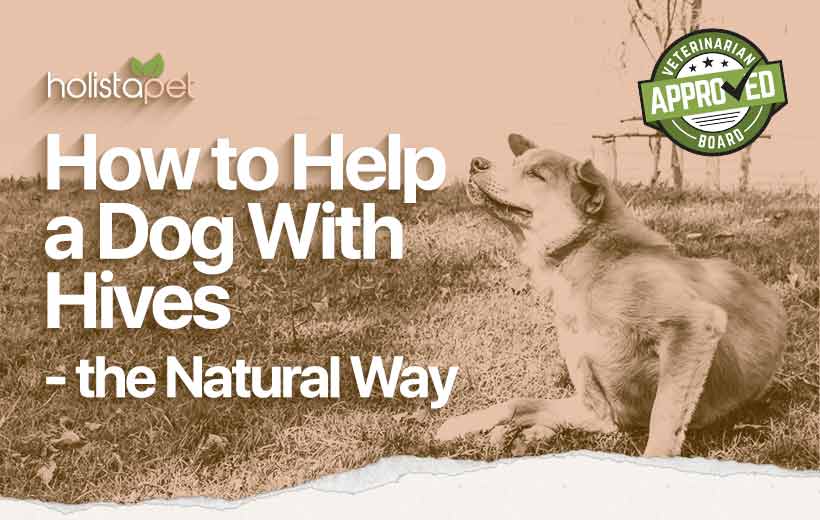 The Best Natural Dog Hives Remedies [Vet Approved Remedy Guide]